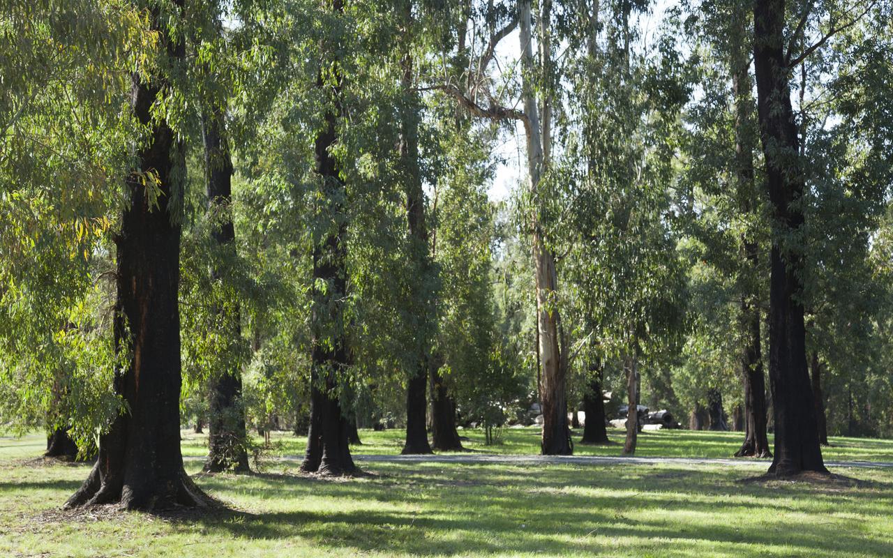 Saladin Lodge Narbethong Extérieur photo